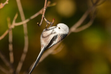 A long-tailed tit in a forest in autumn © Julius