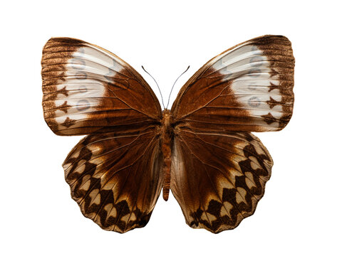 Majestic jungle queen butterfly Stichophthalma godfreyi isolated on white background.