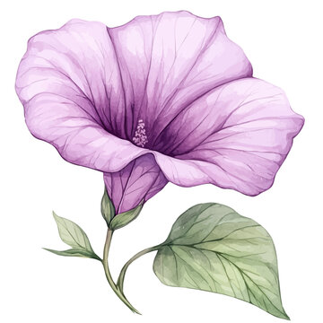 Clitoria Flower, clipart vector in watercolor style with flowing brushwork, isolated on a white background.