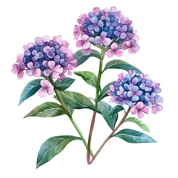 Candytuft Flower, vector watercolor clipart with soft pastel strokes, isolated on a white background.