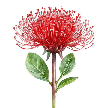 Calliandra Flower, clipart vector in watercolor style with flowing brushwork, isolated on a white background.