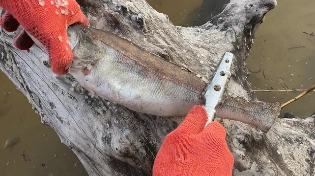 Fisherman Cleaning Fresh Fish by Hand Close Up