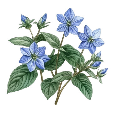 Borage Flower, clipart watercolor vector with gentle, isolated on a white background.