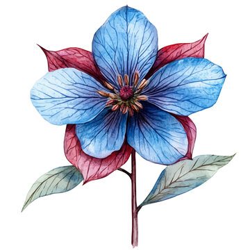 Borage Flower, clipart watercolor vector with gentle, isolated on a white background.