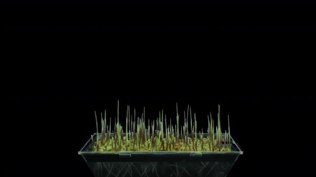 Time lapse of germinating microgreens rye seeds format with ALPHA transparency channel isolated on black background, 4K