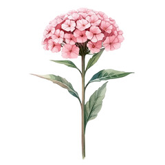 Achillea Flower, clipart watercolor vector, isolated on a white background. © brixel