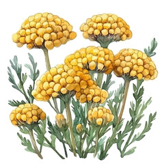 Achillea Flower, clipart watercolor vector with gentle, isolated on a white background. © brixel