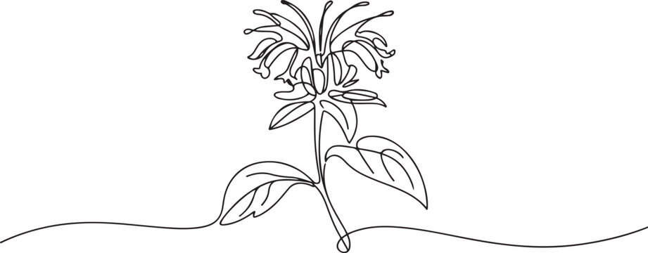 Continuous one line drawing beauty fresh monarda for garden logo. Decorative horsemint oswago tea flower concept for floral invitation card frame. one line icon drawing vector