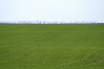 A field of green winter wheat shoots. In the distance, a city with multi-story buildings. A picturesque spring landscape. © ROMAN DZIUBALO