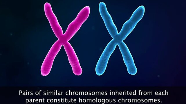 Homologous chromosomes and allele