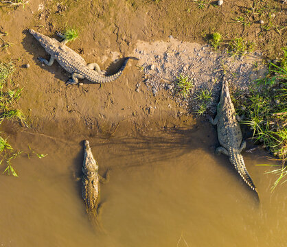 Aerial view of crocodiles basking in the sun along the Tarcoles river in Costa Rica.