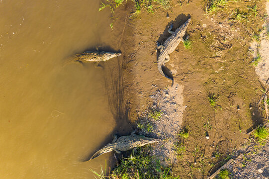 Aerial view of crocodiles basking in the sun along the Tarcoles river in Costa Rica.