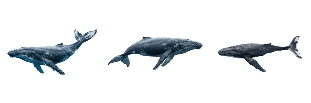 Giant Blue Whale Side View Isolated PNG - Majestic Marine Life Sea Mammal for Ocean Wildlife Nature Education and Aquatic Biology Design