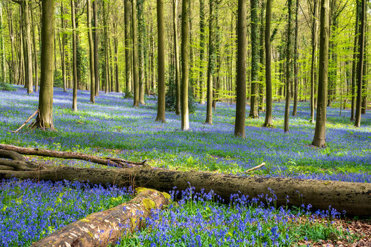 The Brakelbos is a stunning nature reserve in Brakel, East Flanders and it is best known for its dense carpet of wild hyacinths (bluebells) that bloom every spring	
