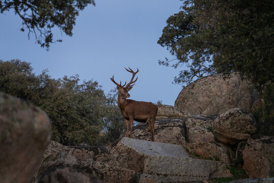 A male red deer stands in the panoramic landscape. A red deer in the Iberian land in Spain  during the autumn. European wildlife in fall.