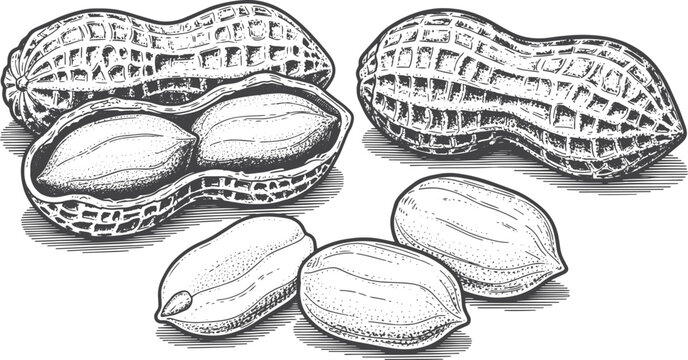 Black and white of peanuts in shell and shelled