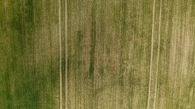 Developing Crop Field &ndash; Top Down Forward Flight Showing Growth Variability