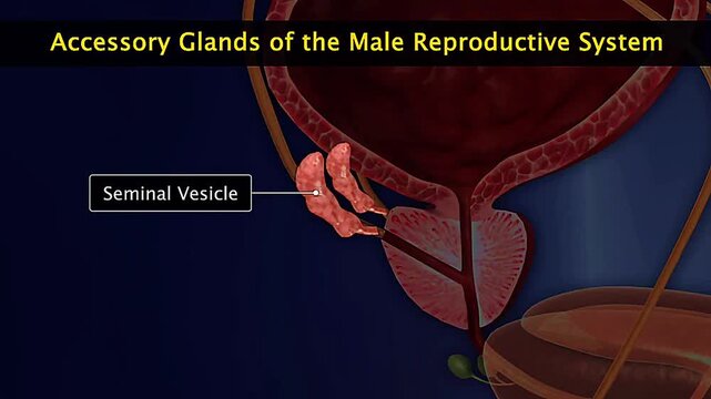 Accessory glands of the male reproductive system.