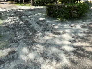 Poplar seed fluff covering the ground in Grado, Italy. A thick layer of white spring pappus at "Al Bosco" campsite, resembling snow during the pollination season in Friuli-Venezia Giulia. © Pat dream