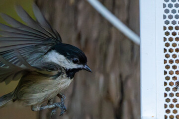 Chickadee about to land. © Jeiel