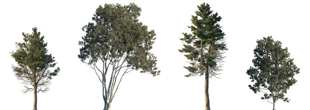Set of Sciadopitys verticillata and Pinus bungeana frontal isolated png on a transparent background perfectly cutout