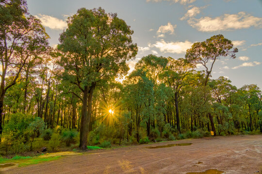Mundaring State Forest in Perth, Australia with Sunlight Through Trees