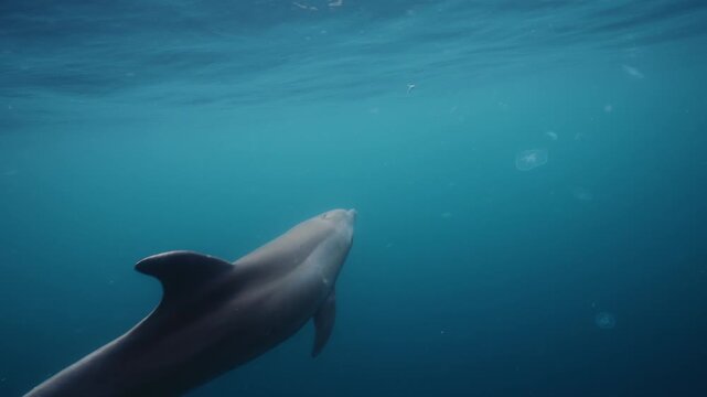 Underwater video. A dolphin in the Black Sea swims next to its neighbors and collects fish. High quality 4k footage