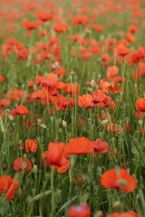 Naklejka premium Blooming Red Poppy Field in Summer Countryside
