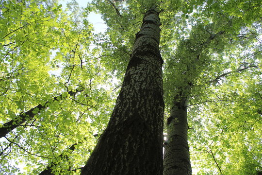 green poplar trees, tree bark