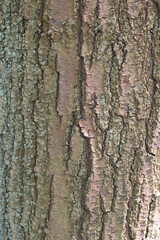 Fototapeta premium background texture tree bark close-up