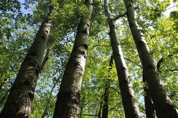 Fototapeta premium tree trunk, poplar tree in the park in spring