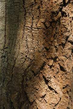 background texture tree bark close-up