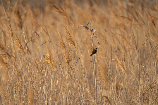 A European stonechat sits on a branch. A stonechaton in its natural habitat in Spain. An inconspicuous, small bird with a black head.