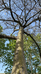 Fototapeta premium Large Silk Floss Tree Trunk With Thorny Bark And Bare Branches Against Blue Sky In Tropical Urban Park