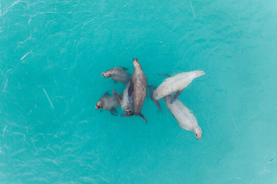 Aerial view of seals playing in sea, Alaska, USA.