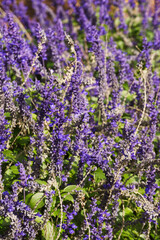 Obraz premium Mealycup sage or mealy sage (Salvia farinacea)