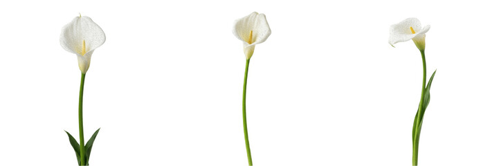 Fototapeta premium Single White Calla Lily Flower on a Long Green Stem Isolated on White Background - Elegant Botanical Bloom for Wedding Invitations, Luxury Branding, and Floral Design Assets