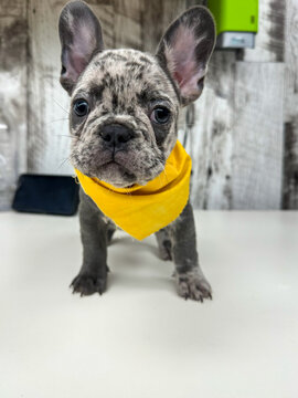 Sunshine in a Yellow Bandana