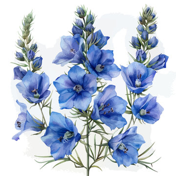 Larkspur Flower, illustration watercolor artwork with subtle gradients and elegant contours, isolated on a white background.