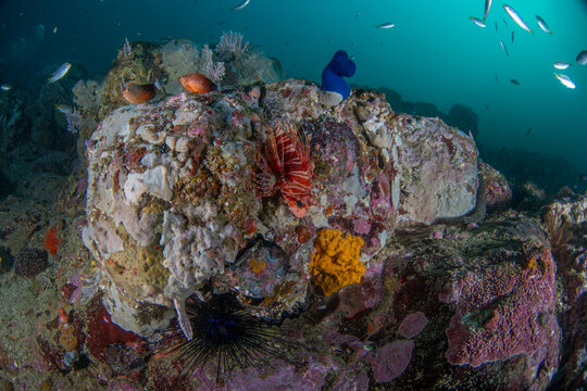 A soft corals on the seabed in the Arabian Sea. A colourful seabed during a dive in the Sea of Oman.