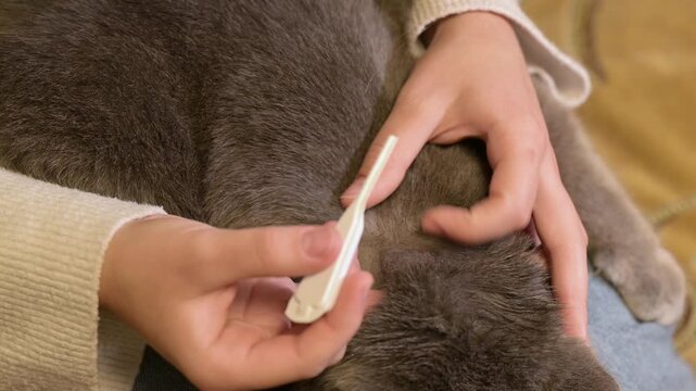Owner applying flea and tick drops on the neck of a grey British cat. Close-up of parasite prevention for a pet demonstrating responsibility and care for the cat's health