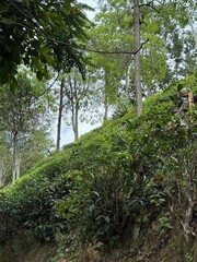 Fototapeta premium Green tea plantation background with tropical mountain landscape