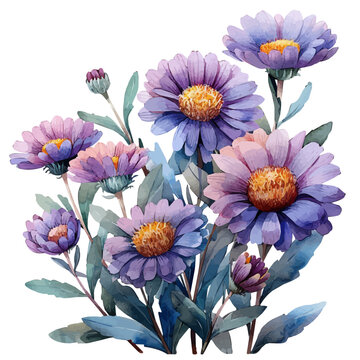 Erigeron Flower, illustration watercolor with playful splashes and delicate line details, isolated on a white background.