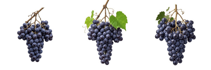 Bunch of Fresh Purple Grapes Isolated PNG Transparent © michael