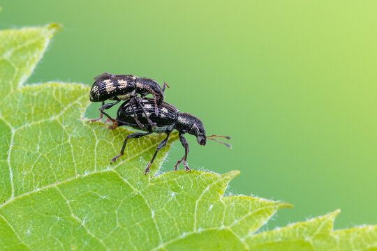 Polydrusus picus Weevils Mating on a Leaf