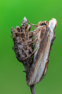 Cucullia verbasci Moth Camouflaged on a Dried Plant