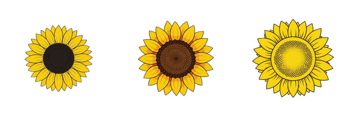 Fototapeta premium Close-up of Large Sunflower Head with Dark Center and Vibrant Yellow Petals, PNG