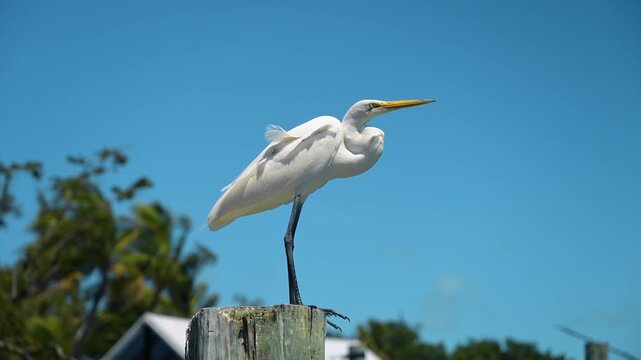 White great egret perched on wooden post under sky. Large aquatic bird standing on a wooden pier piling in tropical sunlight. Key West, Florida, USA.