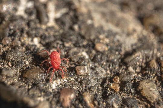 Red velvet mite macro on soil, tiny bright red arachnid in natural habitat