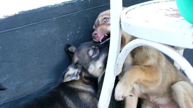 Two adult dogs, one black and one brown, play energetically under a white chair.open mouths wide and gently bite each other muzzles in typical playful interaction, showing natural canine behavior. 